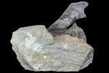 Diplodocus Vertebrae In Sandstone - Impressive Display #77937-2